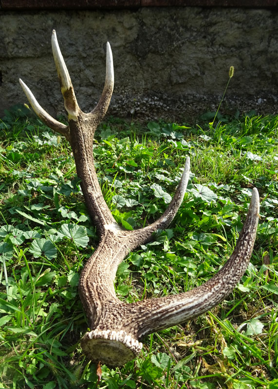 palchi raccolti